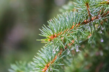Background of green spruce branches with water drops after rain