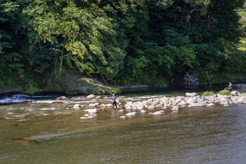 静岡県伊豆市狩野川の鮎釣り