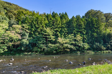静岡県伊豆市　狩野川の鮎釣り