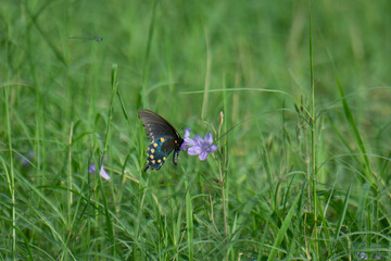 Papillon noir aux couleurs jaunes et belles fleurs naturelles sur la rive du fleuve en Amérique...