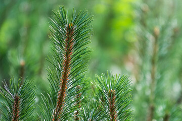 Young green pine trees in sunset light with blured background, coniferous forest.