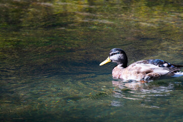 Mallard male molting from eclipse