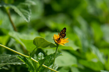 Papillon noir aux couleurs jaunes et belles fleurs naturelles sur la rive du fleuve en Amérique latine Mexique