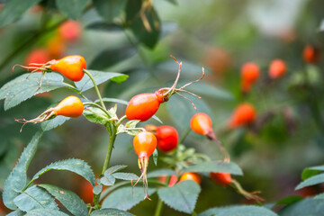 Autumn or summer nature background with rose hips branches in the sunset light. The rose hip or...