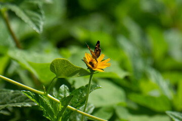 Papillon noir aux couleurs jaunes et belles fleurs naturelles sur la rive du fleuve en Amérique...