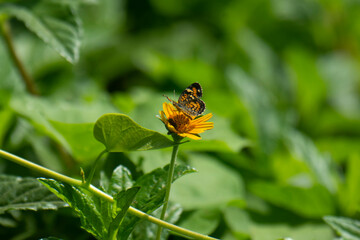 Fototapeta na wymiar Papillon noir aux couleurs jaunes et belles fleurs naturelles sur la rive du fleuve en Amérique latine Mexique