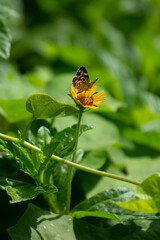 Papillon noir aux couleurs jaunes et belles fleurs naturelles sur la rive du fleuve en Amérique latine Mexique