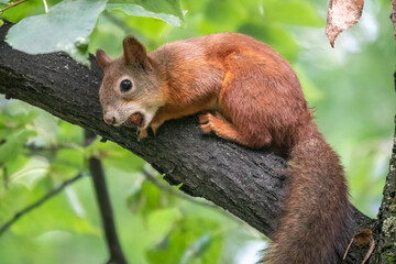 Young Squirrel sits on tree in summer. Eurasian red squirrel, Sciurus vulgaris.