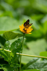 Papillon noir aux couleurs jaunes et belles fleurs naturelles sur la rive du fleuve en Amérique latine Mexique