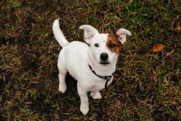 a Jack Russell terrier dog in the park looks up, ready to play with its owner. sitting on the grass.