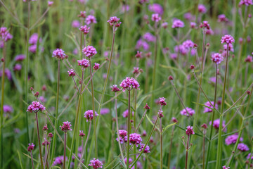 Verbena bonariensis flowers, Argentinian Vervain or Purpletop Vervain, Clustertop Vervain, Tall Verbena, Pretty Verbena, in garden