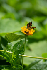Papillon noir aux couleurs jaunes et belles fleurs naturelles sur la rive du fleuve en Amérique latine Mexique