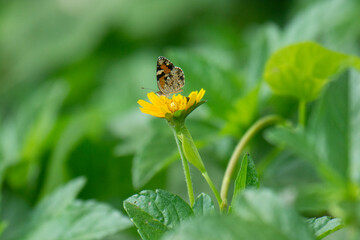 Papillon noir aux couleurs jaunes et belles fleurs naturelles sur la rive du fleuve en Amérique latine Mexique