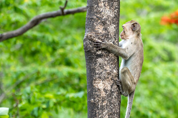 Baby monkey climbing a tree in the forest.