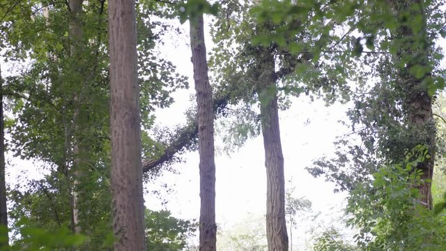 Tree falling down dramatically in the lush forest. Slow motion