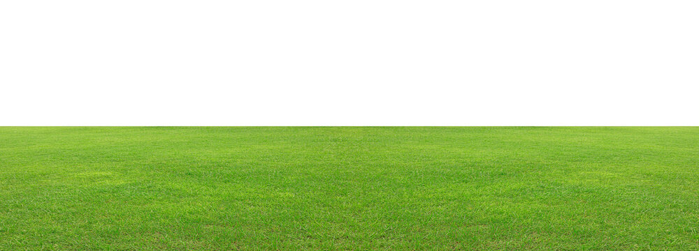 Green grass field isolated on white background, for montage product display. with clipping path © chiew
