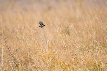 stonechat male with winter plumage flying over the autumnal field