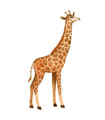 Giraffe isolated on white background. Watercolor cute animal.