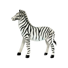 Fototapeta na wymiar Zebra isolated on white background. Watercolor cute animal.
