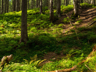 Scenic landscape in the middle of wooden coniferous forrest, surrounded by green bushes and leaves and ferns on a Fall Evening in Carpathian Nature. Amazing nature in sunny day in Ukraine. 