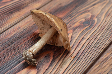 Forest mushrooms - abstract background