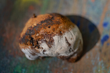 Forest mushrooms polypores - medicine plant