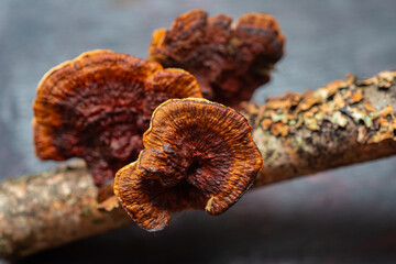 Forest mushrooms polypores - medicine plant