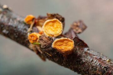 Forest mushrooms - abstract background