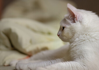 A white cat  lies quietly on a yellow bed in a home environment. Emotional portrait of a pet in the interior.
