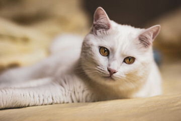 A white cat with yellow eyes lies quietly on a yellow bed in a home environment. Emotional portrait of a pet in the interior.
