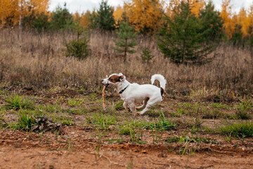 Fototapeta premium funny jack Russell terrier dog playing with a stick, running, in the autumn park