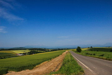 Fototapeta na wymiar 緑の畑作地帯を通る道路と青空 