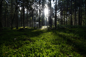 Fototapeta premium Sonnenstrahlen im dunklen Wald