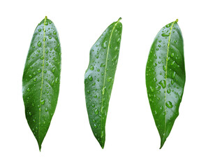 Set of Lychee leaves with water drops isolated on white background