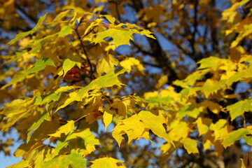 Yelow green maple leaves on tree branch outdoor at Sunny autumn day