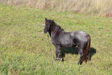 One black horse grazing on a green and dry grass at autumn day, European rural natural view