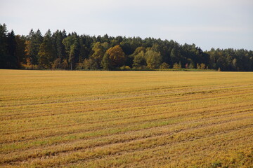 Beautiful yellow brown plowed field with diagonal stripes furrows and  sprouts with forest trees on...