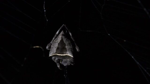 Seen shaking to the left and right with some wind in the forest then it moves its legs and body a little; Abandoned-web Orb-Weaver, Parawixia dehaani, Kaeng Krachan National Park, Thailand.