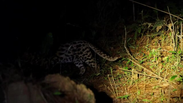 Seen in the forest in the middle of the night moving towards the left of the frame as revealed by a flashlight; Leopard Cat, Prionailurus bengalensis, Thailand.