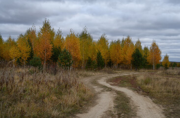 Fototapeta premium A warm autumn day at the edge of the forest. White-barked birches were dressed in gold Evergreen pines grow along a country road running into the distance. Embossed cloudy gray-white sky. Ural, Russia