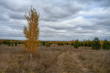 Fototapeta na wymiar A warm autumn day at the edge of the forest. A young graceful birch with yellow foliage is soloing. In the distance, a mixed forest in yellow-orange tones. Embossed cloudy gray-white sky. Ural, Russia