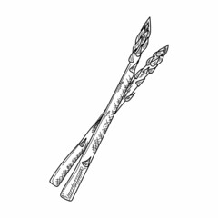 Drawing, engraving, ink, line art, vector illustration fresh asparagus sketch in silhouette on a white background.