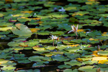 Blooming white water lily and green leaves