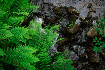 Fototapeta na wymiar fern by the river stream in the forest