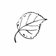 Autumn sketch outline Birch leaf. Hand-drawn textured herb on white background. Doodle plant image. Nature, forest, ikebana, fall, summer sign. Carved inked leaf. Vector botanical season illustration