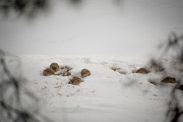 Grey partridge birds in snow searching for food. Hard winter time for wild animals. Cold season in Vilnius, Lithuania. Selective focus on the huns, blurred background.