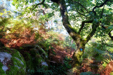 Denecourt hiking path number 3 forest sign in Fontainebleau forest
