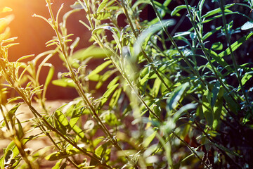 Young sage plants backlit by the sun with an edge in the dark shade