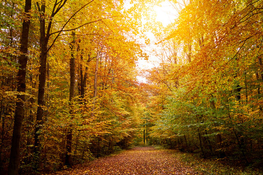 Autumn in deciduous forest with path covered with brown leaves, bright sun in treetops and shady undergrowth