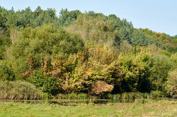 Small forest near the river